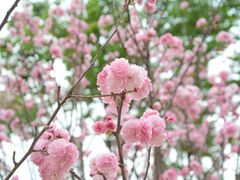 -天适樱花悠乐园