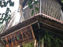 -Rainforest