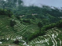 -紫鹊界梯田景区