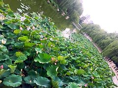 -青城公园