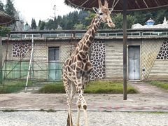 -贵州森林野生动物园
