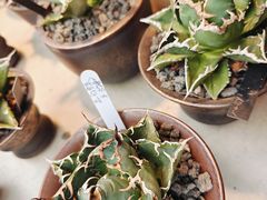-自由生长植物工作室(深港花卉中心店)