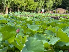 -陈家山荷花公园
