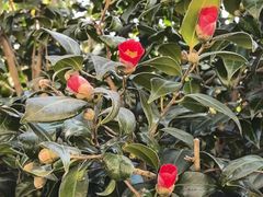 -崂山巨峰游览区