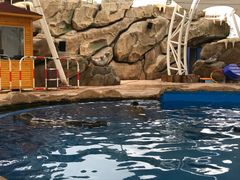 -芜湖新华联大白鲸海洋公园