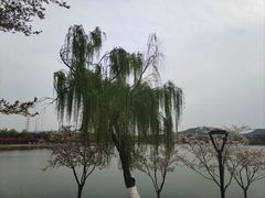 -羊山湖公园