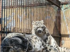 -青藏高原野生动物园