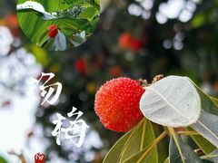 -龙坞茶村