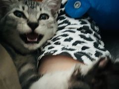 -艾贝尔宠物医院 ·中兽医·宠保定点(北门桥店)