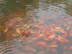 -西湖外事游船(花港观鱼码头)