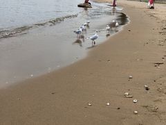 -港畔赶海蒸汽海鲜烧烤自助(仙螺岛店)