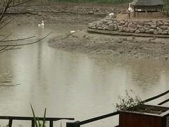 -田园东方蜜桃村的田野营地