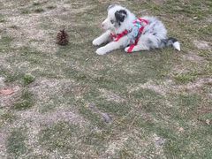 -爱侣宠医·鹦鹉专科·小型哺乳类·异宠专科(灵石路店)