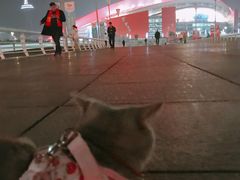 -南京奥林匹克体育中心-体育馆