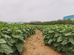 -君乐宝优致牧场