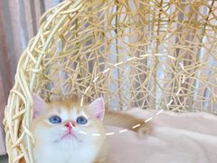 -瑞派宠物医院(搏威敦和院)