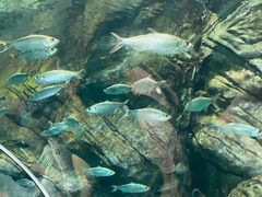 -上海海洋水族馆