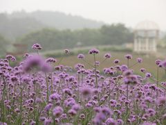 -大塘金香草谷