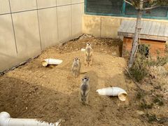 -合肥野生动物园