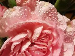 -循礼门鲜花花市(武汉循礼门店)