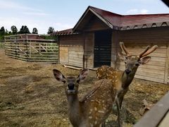 -安德鲁户外烧烤帐篷营地(马泉营店)