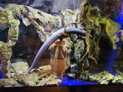 -石葵(锦业时代店)