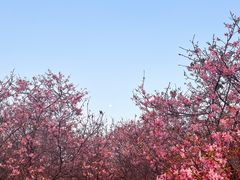 -天适樱花悠乐园