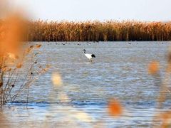 -盐城丹顶鹤湿地生态旅游区