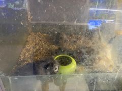 -青石桥花鸟鱼虫市场(叠翠城店)