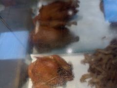 -京八珍(虎坊桥店)