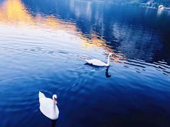 -布劳伽斯特豪夫哈尔施塔特宾馆