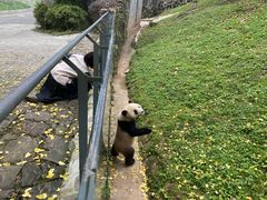 -都江堰中华大熊猫苑