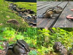 -五营红松林海景区
