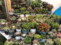 -双季花艺园艺市场(浦东店)