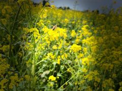 -桤木河湿地公园