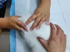 -瑞派名望24h动物医院异宠专科·猫专科·骨科·重症监护分院