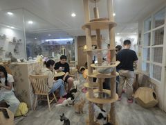 -楼上猫咖(罗湖店)