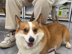 -安安宠医·臻爱宠物医院·宠保定点(营门口路分院)