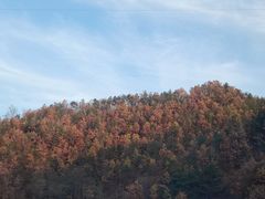 -王顺山国家森林公园