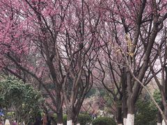 -月湖风景区