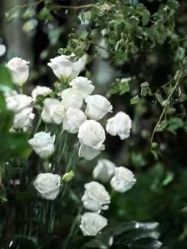 -北京东方茂酒店-宴会厅