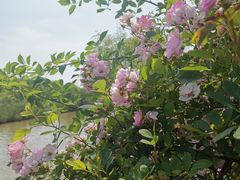 -苏州太湖国家湿地公园