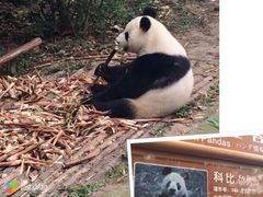 -成都大熊猫繁育研究基地
