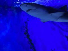 -太平洋海底世界