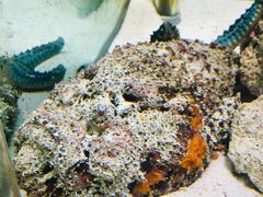 -太平洋海底世界