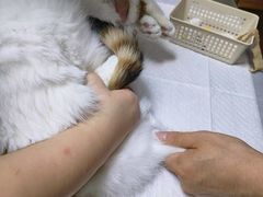-纳吉亚猫专科动物医院博雅分院