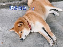 -柴犬高等学院·狗咖·柴犬售卖·宠物训练
