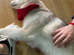 -Husky Go! 哈士奇体验馆·宠物咖啡厅狗咖