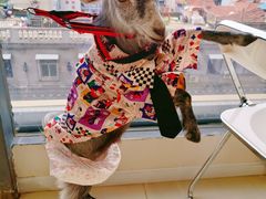 -怪兽屋·羊驼·猫咖·狗咖(俊华广场店)