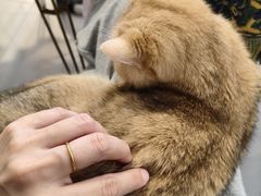 -平行世界·猫咖(首经贸店)